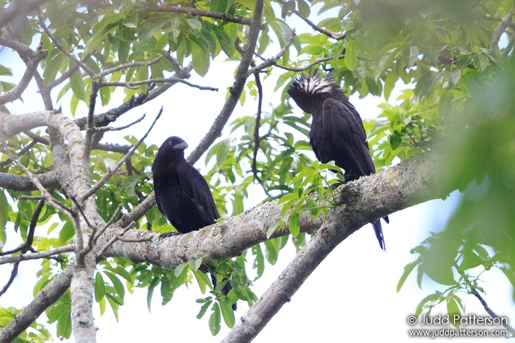 White-necked Crow, Rabo de Gato Trail, Dominican Republic